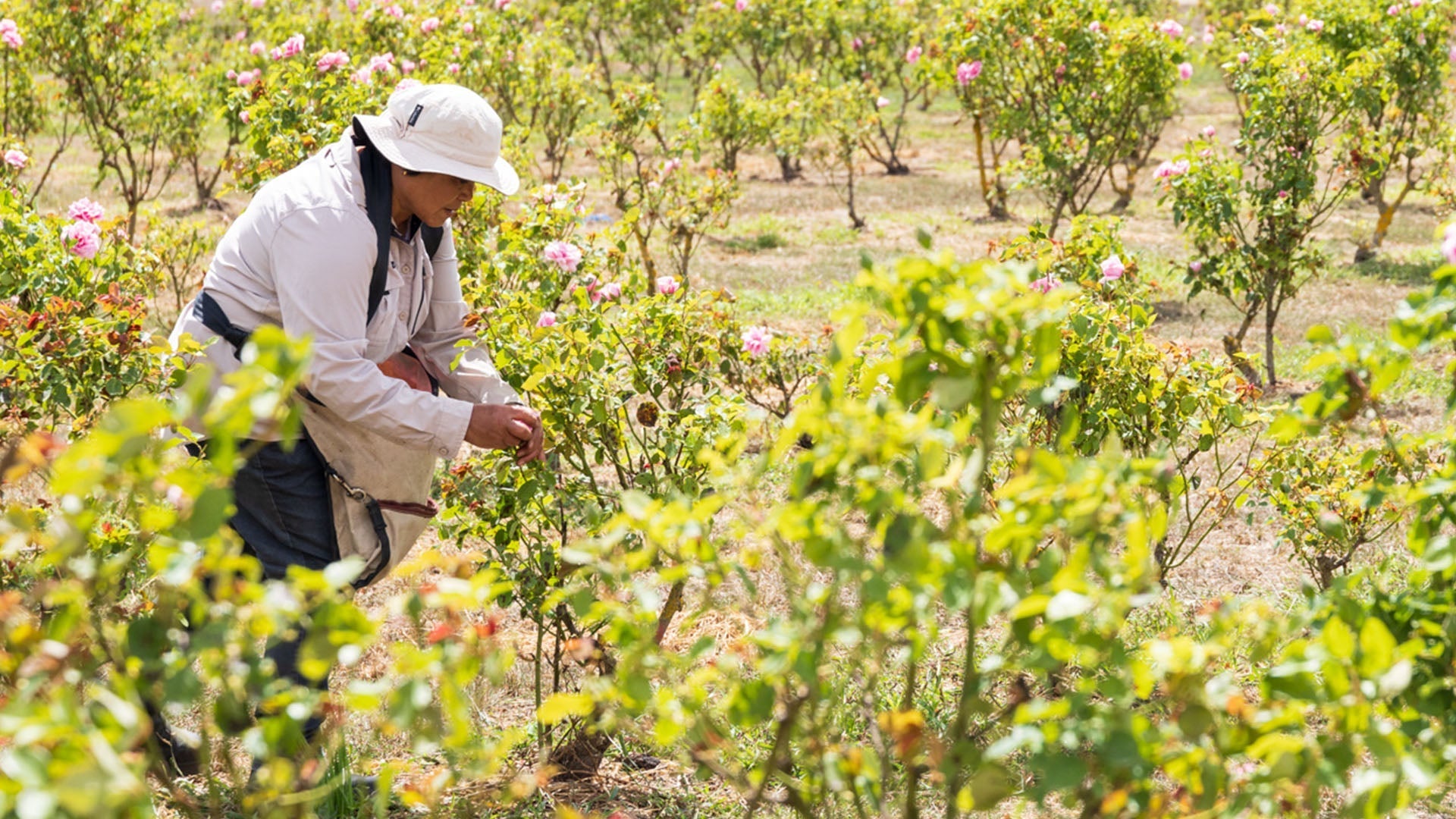 A Story of Three Roses & One Body Oil