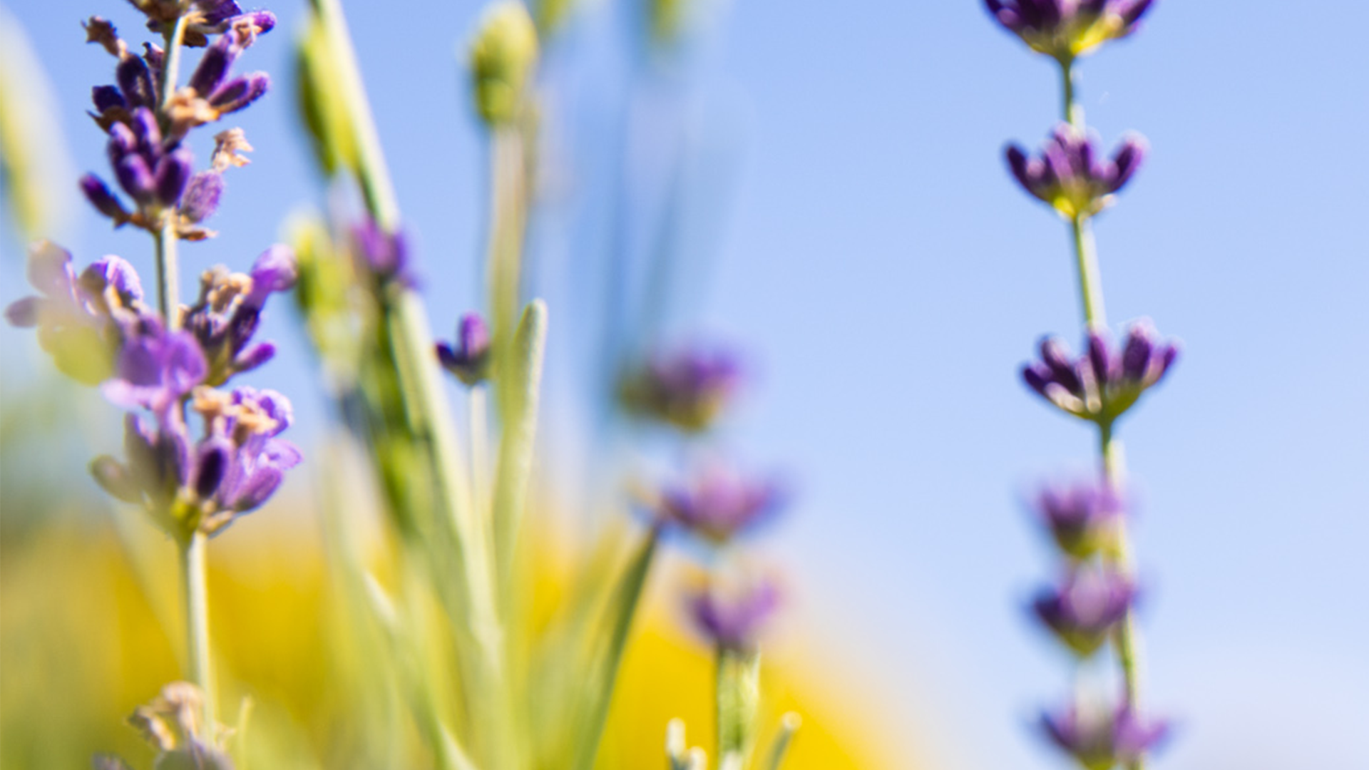 AROMATHERAPY & SELF-CARE