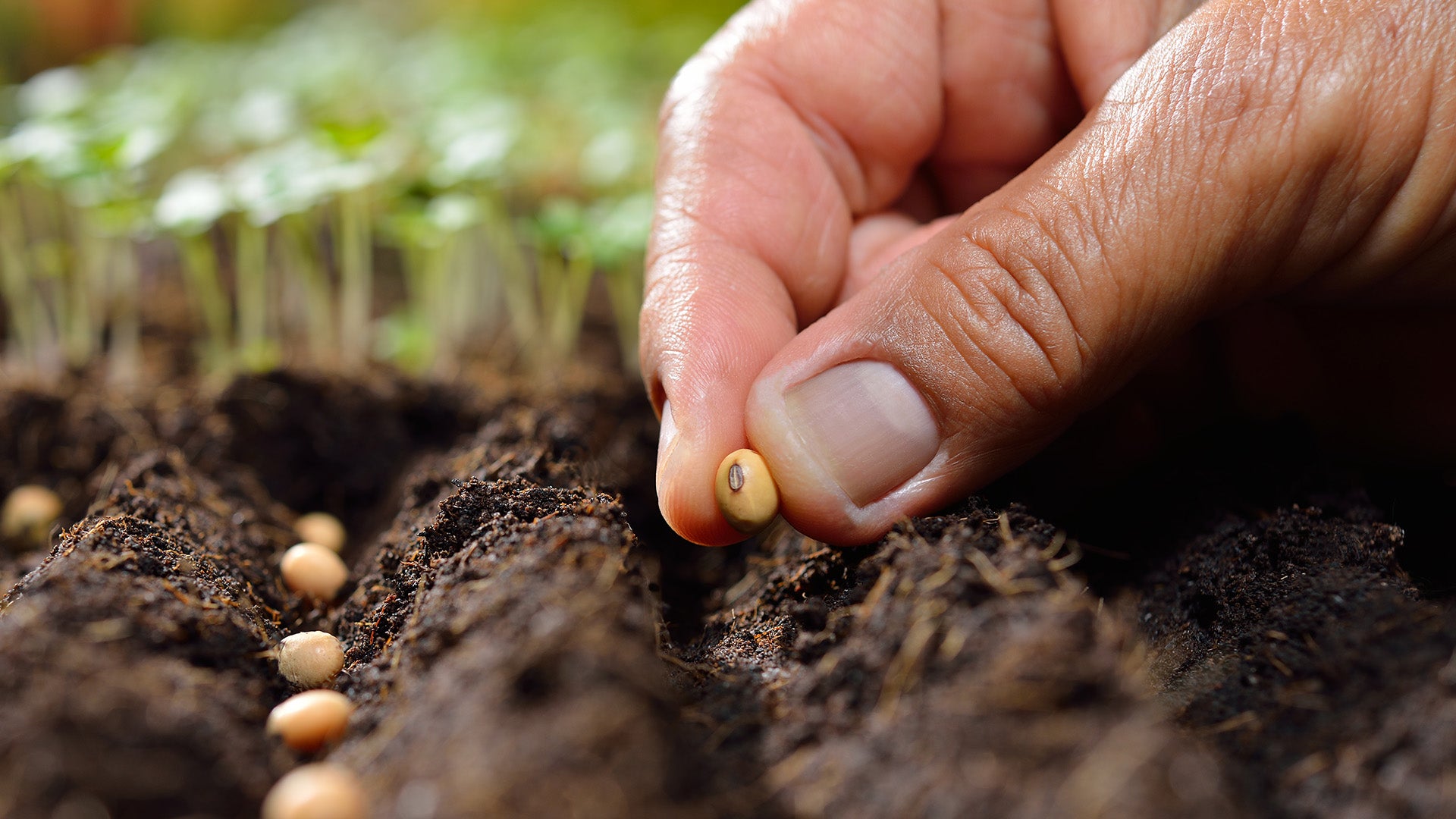 THE SEED TO SKIN STORY OF OUR MOST-LOVED PRODUCTS