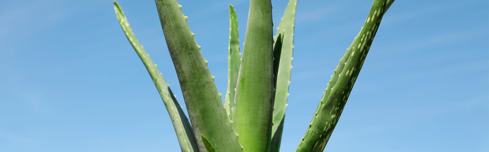 MEET OUR NEW FARM-GROWN BOTANICAL