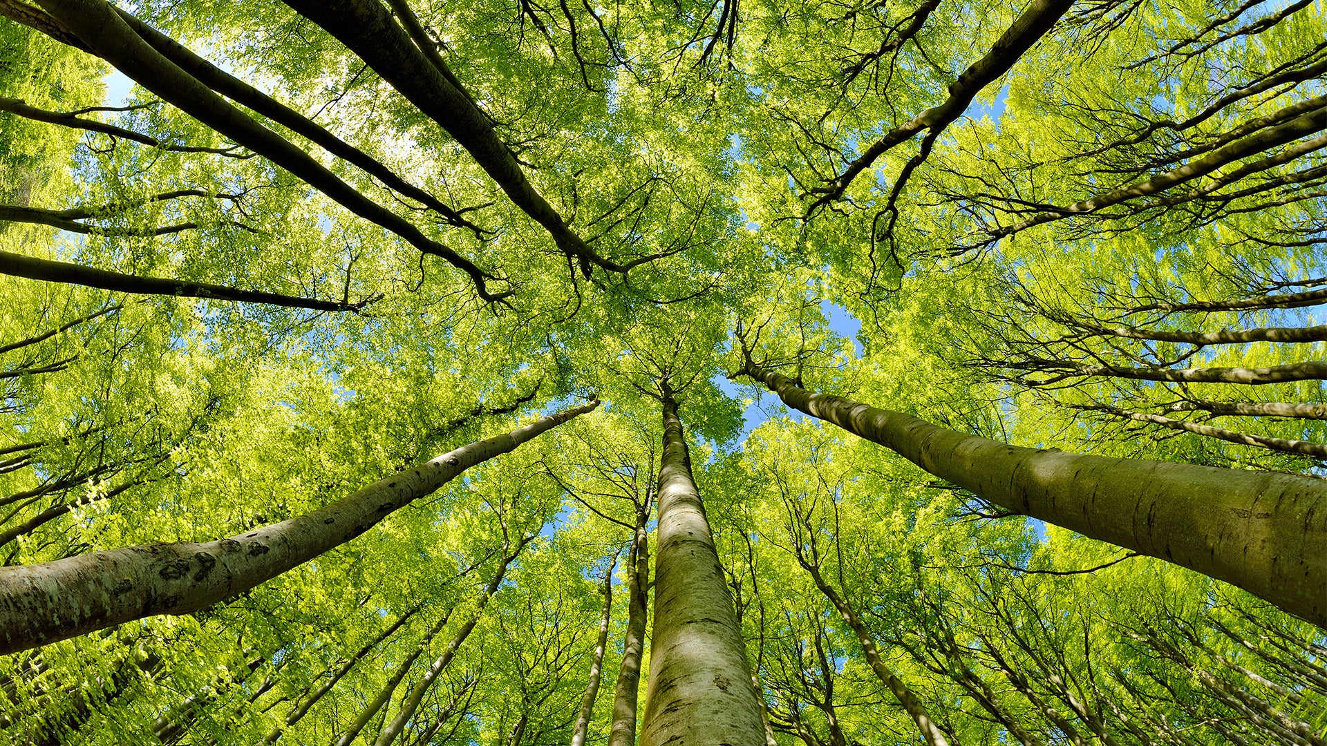 GIVING BACK TO NATURE THE MIYAWAKI WAY