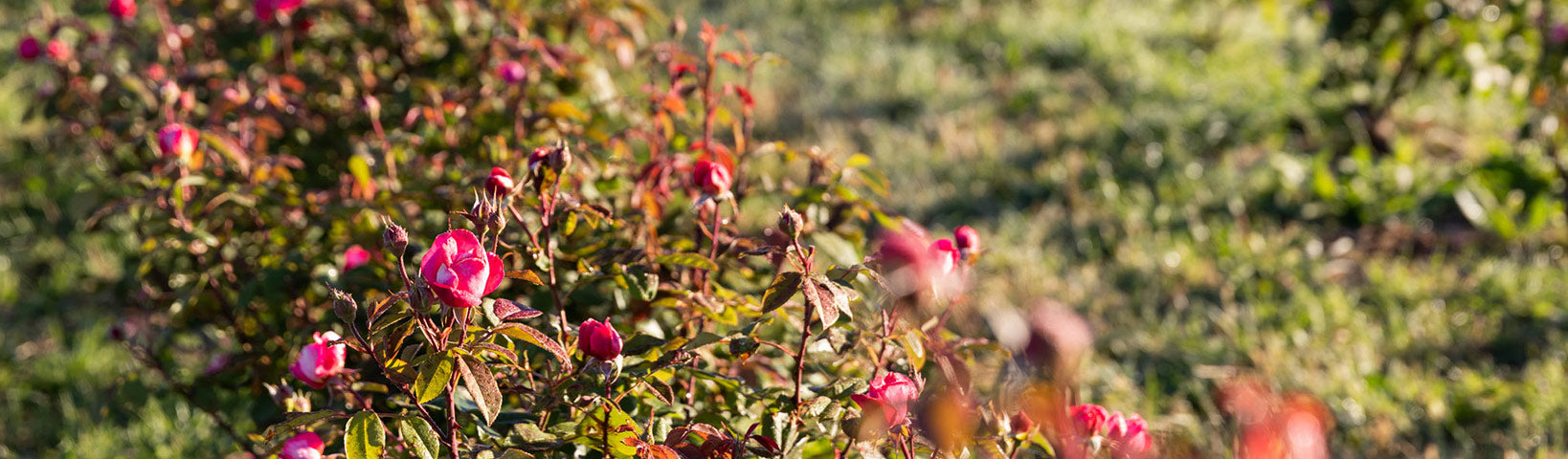 THE JOURNEY OF OUR PRECIOUS ROSA GALLICA FLOWERS