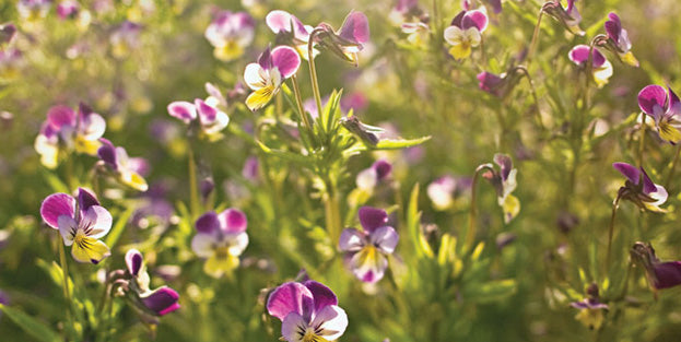 DISCOVER NEW HERBAL RECOVERY