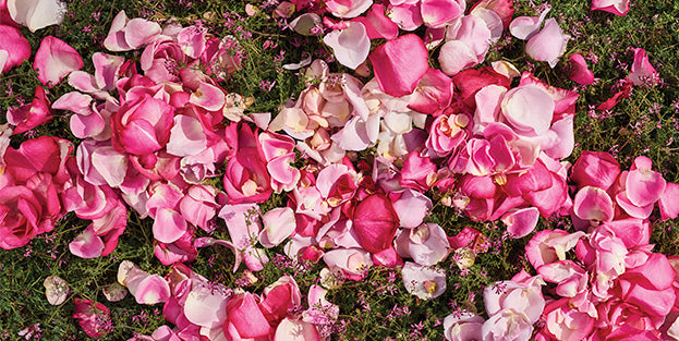 THE POWER AND PURITY OF ROSES