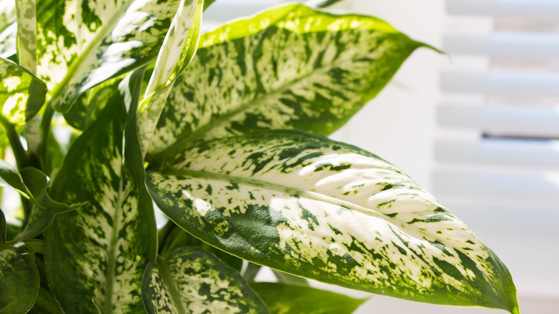 THE POWER OF PLANTS