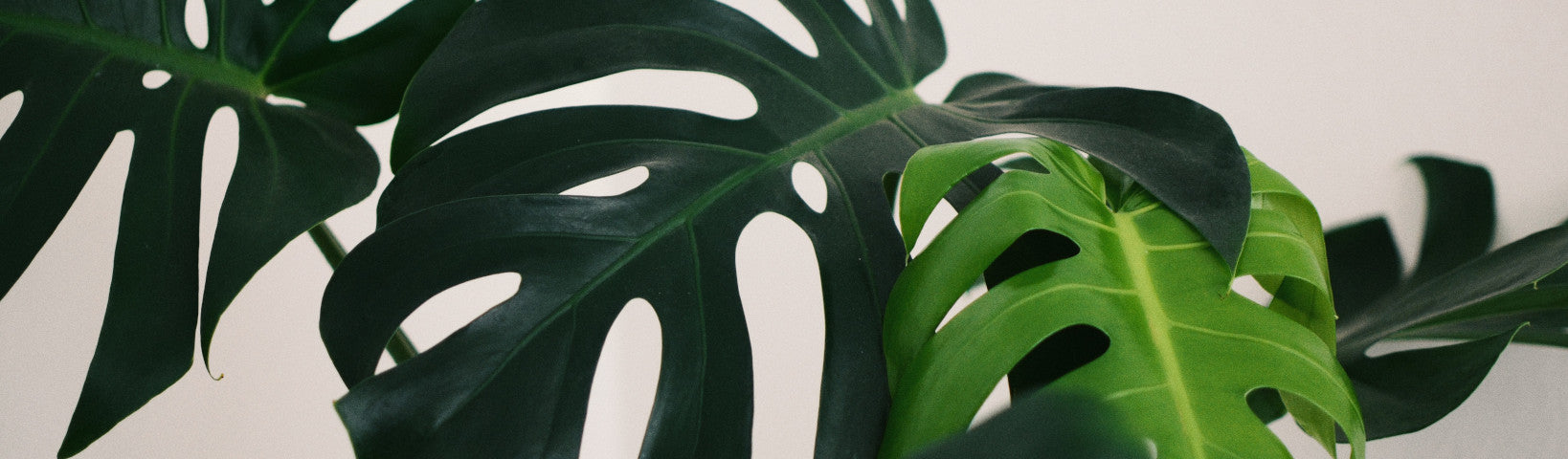 PLANT POWER
