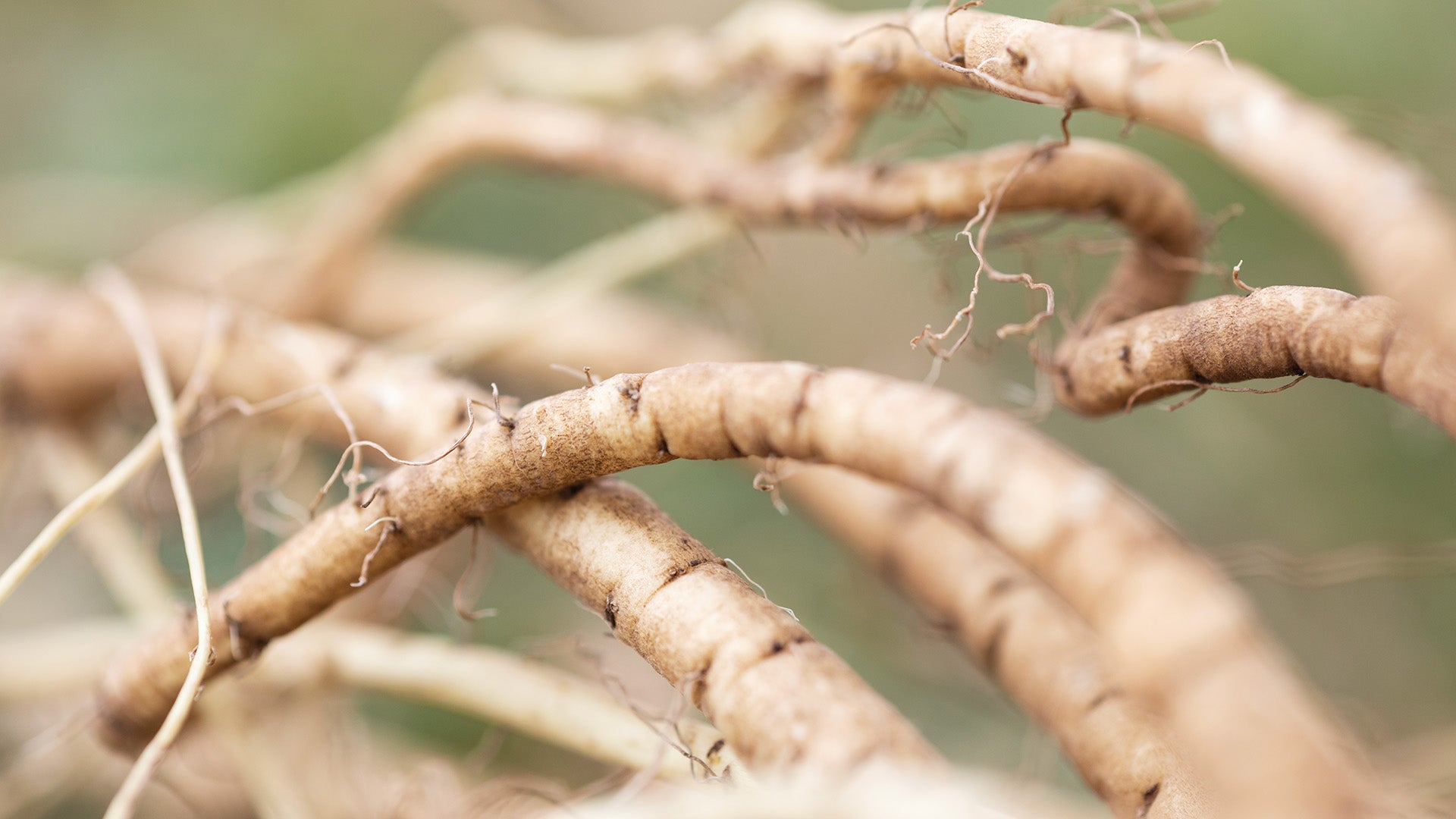 NATURE’S HEALER: MARSHMALLOW ROOT