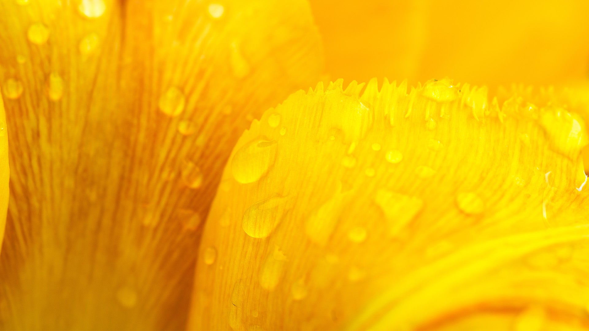 UNDERSTANDING: THINGS HAPPEN FOR YOU AND NOT TO YOU BY VASHTI WHITFIELD