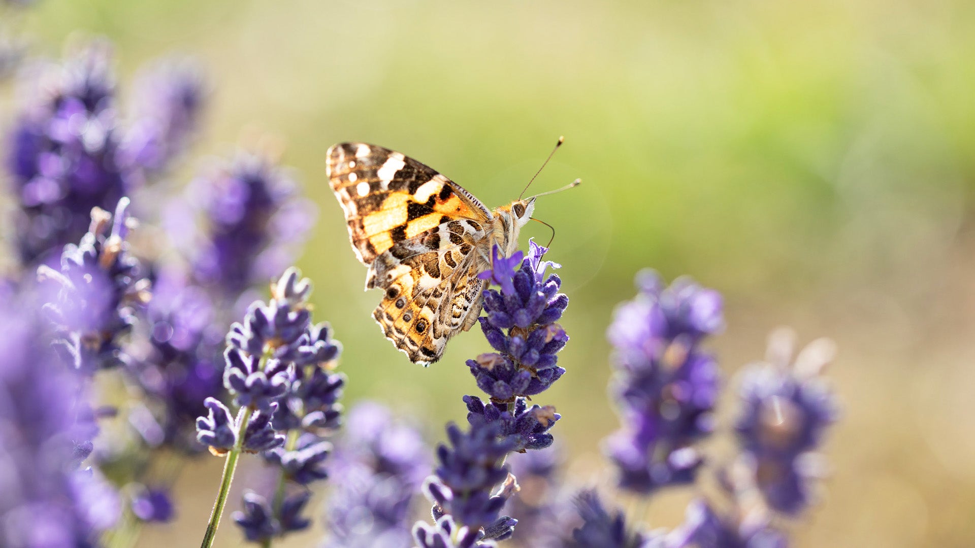 WHAT IS NATURAL SKIN CARE?