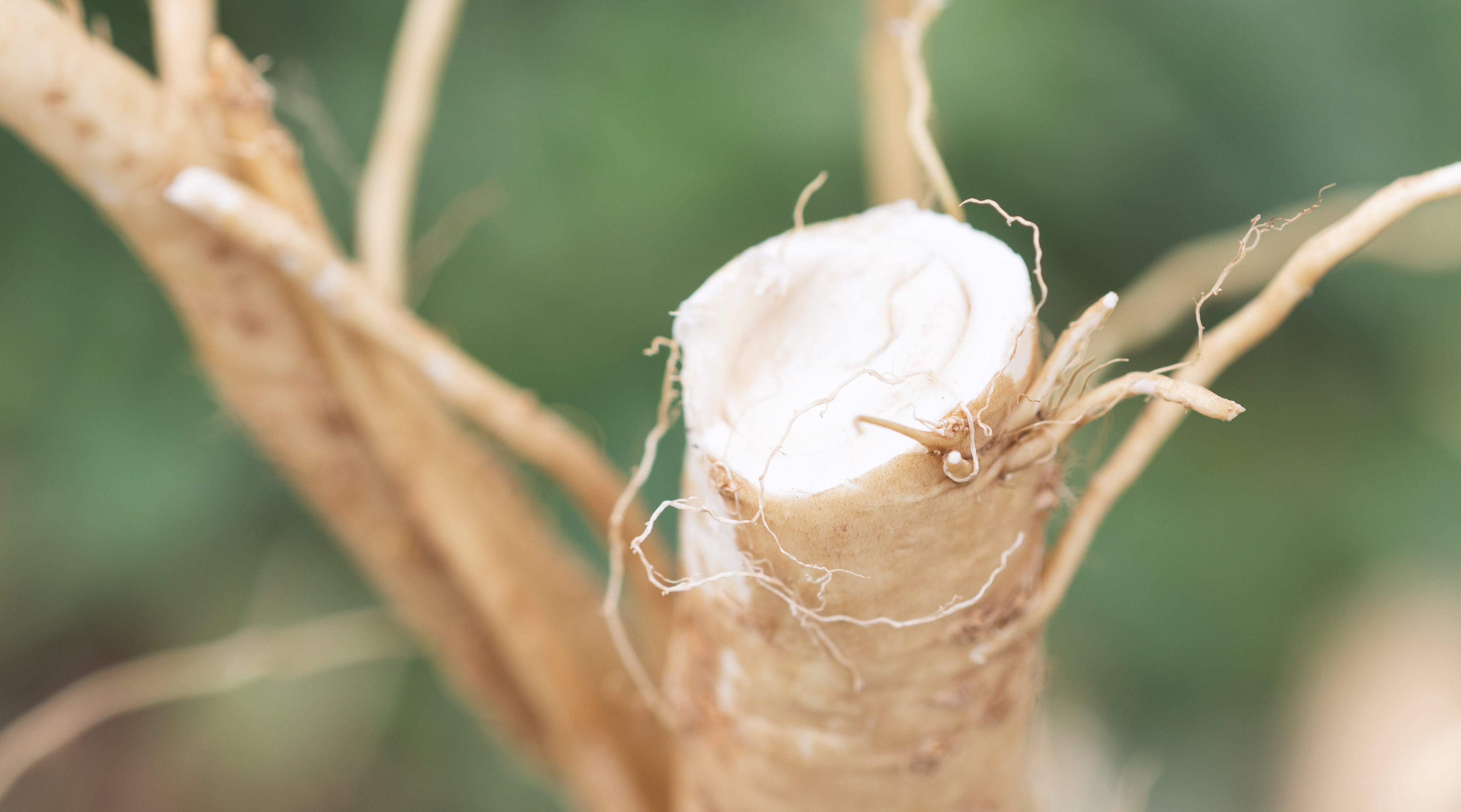 Horseradish