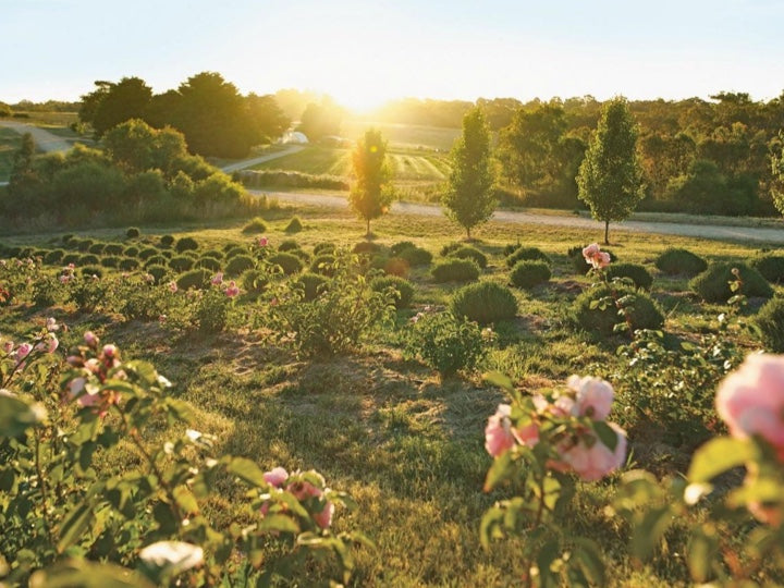 BIODYNAMMICA AUSTRALIAN FARM-GRWON