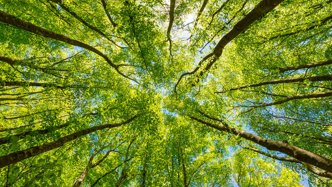 7 WAYS TO MAKE EVERY DAY EARTH DAY