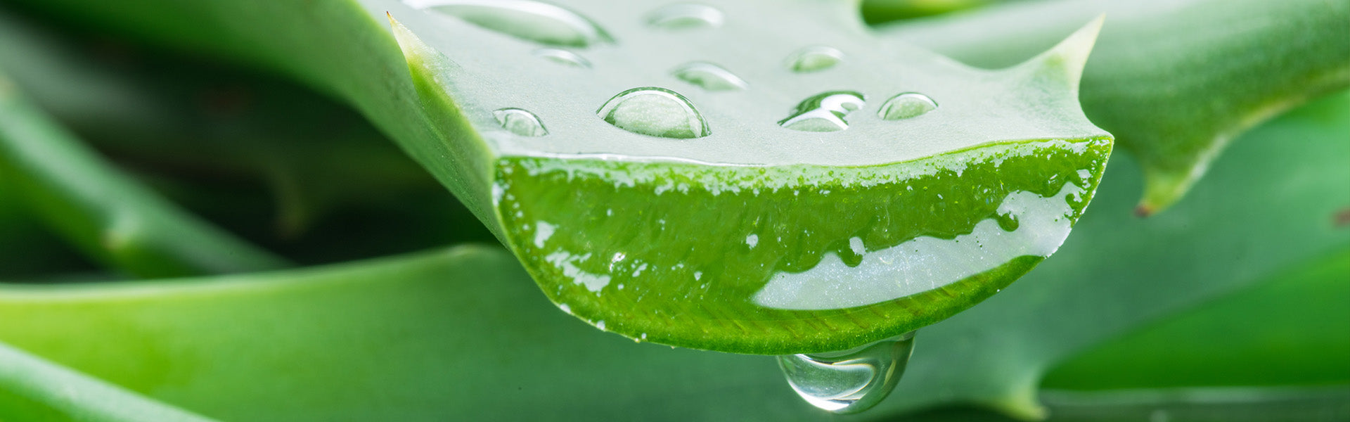 THE BENEFITS OF ALOE VERA