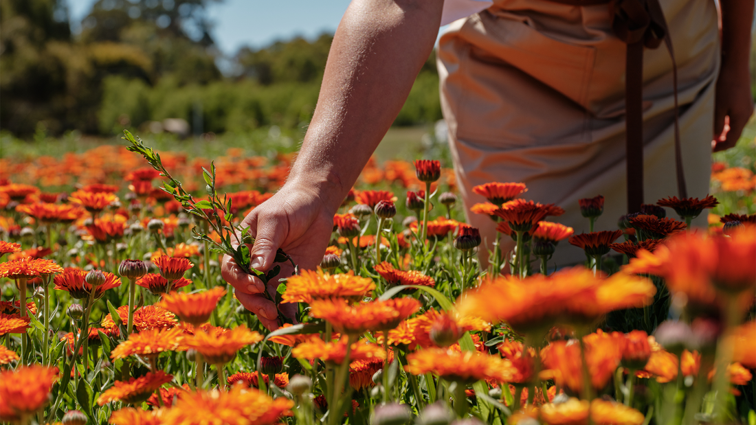 Jurlique & The Australian Way