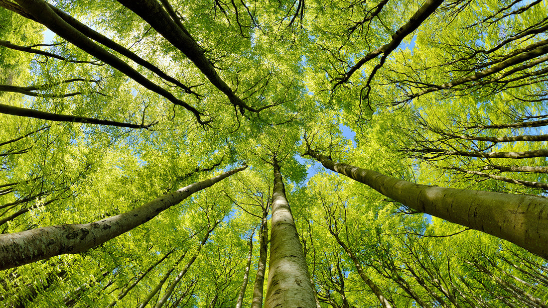 GIVING BACK TO NATURE THE MIYAWAKI WAY