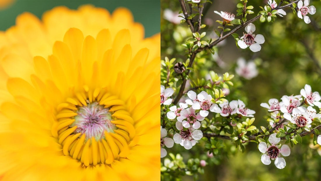 Jurlique Natural Skincare | Calendula