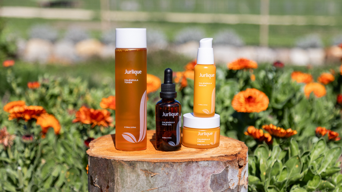 Calendula in Skincare: Benefits for Sensitive, Dry and Reactive Skin