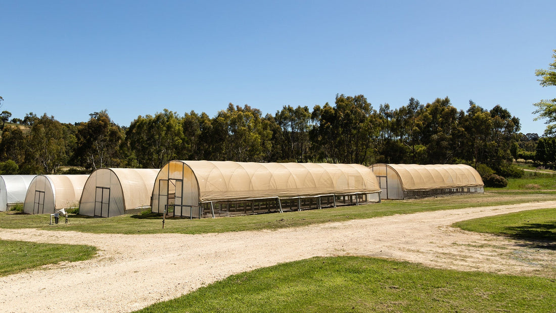 FROM SEED TO SKIN: THE ART OF SLOW BEAUTY