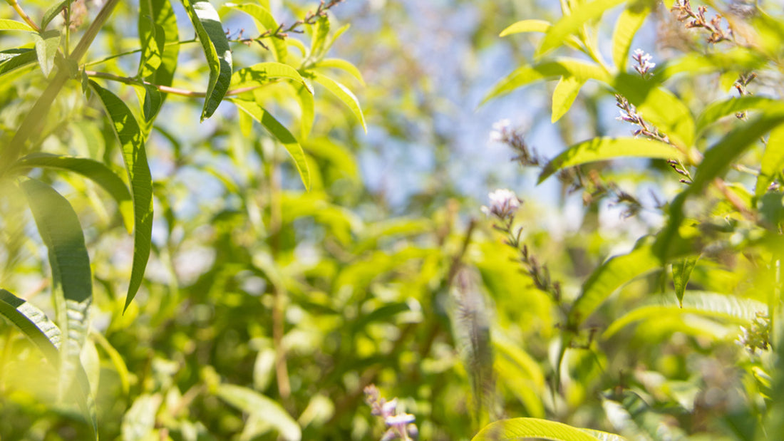 MEET THE KAKADU PLUM, AUSTRALIA’S UNIQUE SKIN CARE SUPERFRUIT