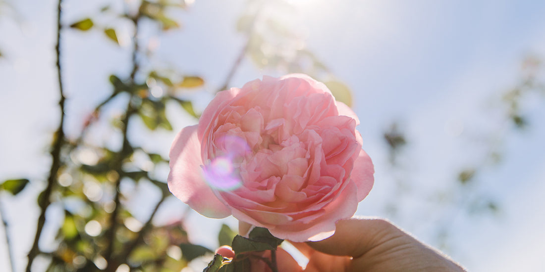 NEW ROSE HAND CREAM HANDPICKED LIMITED EDITION