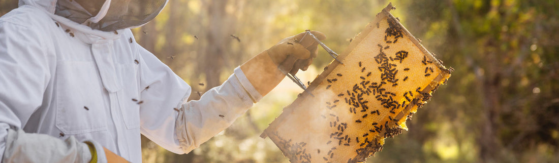 THE ROLE OF BEES ON OUR FARM, AND WHY THEY MATTER