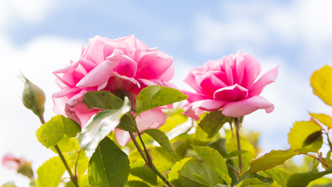 BOTANICALS FOR SOFTER SKIN