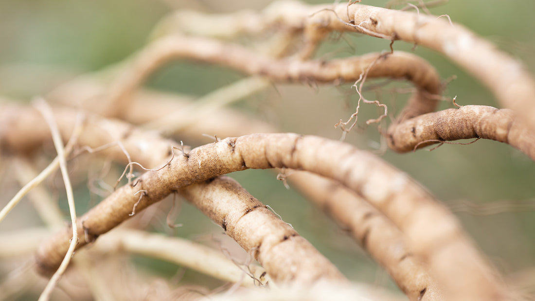 NATURE’S HEALER: MARSHMALLOW ROOT