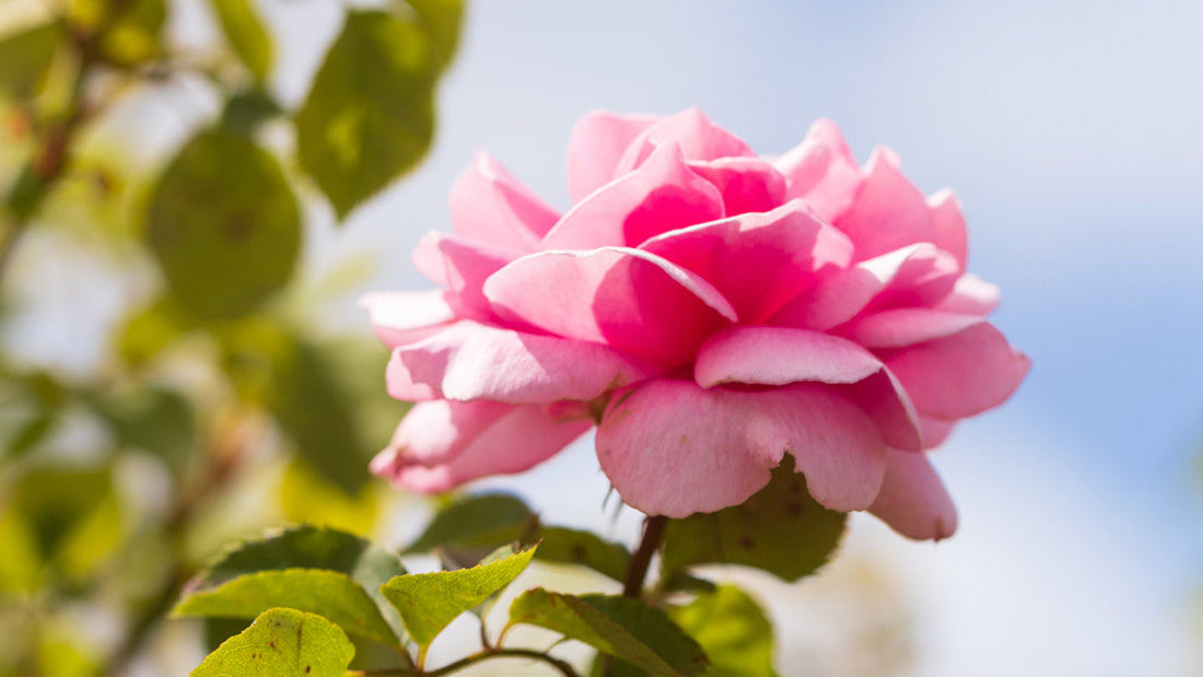 THE TRUE SKIN CARE SUPERPOWER