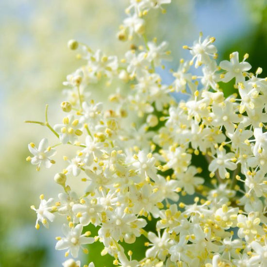 BLACK ELDERFLOWER