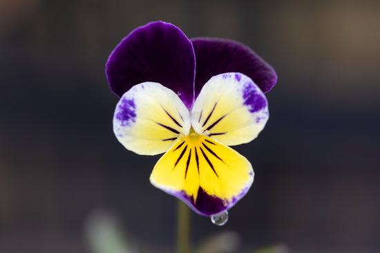 Pansy