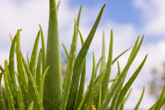 ALOE VERA