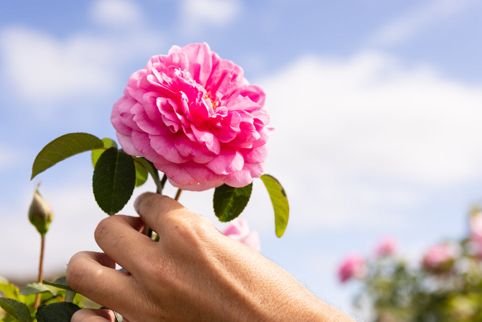 ROSA GALLICA