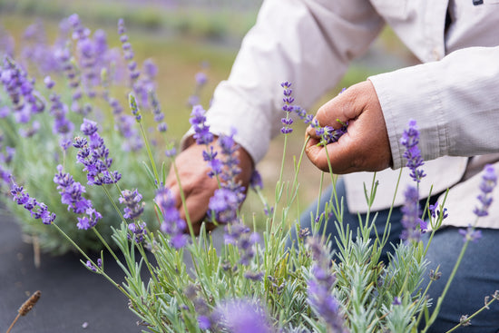 Lavender