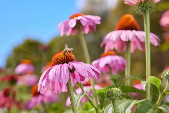 ECHINACEA