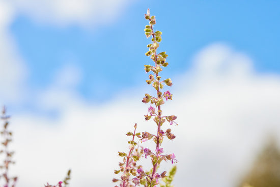 HOLY BASIL
