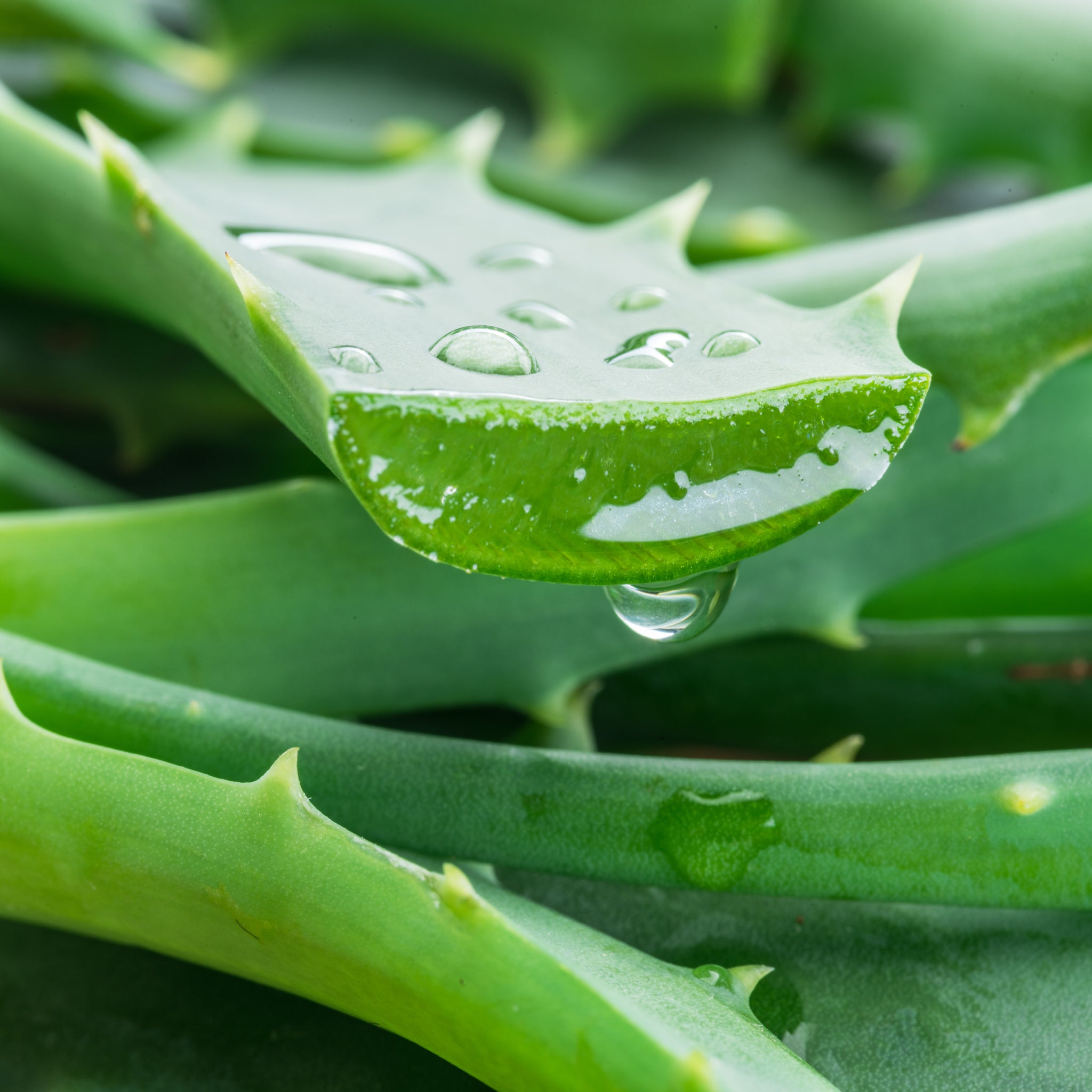 Aloe Vera Hand Cream