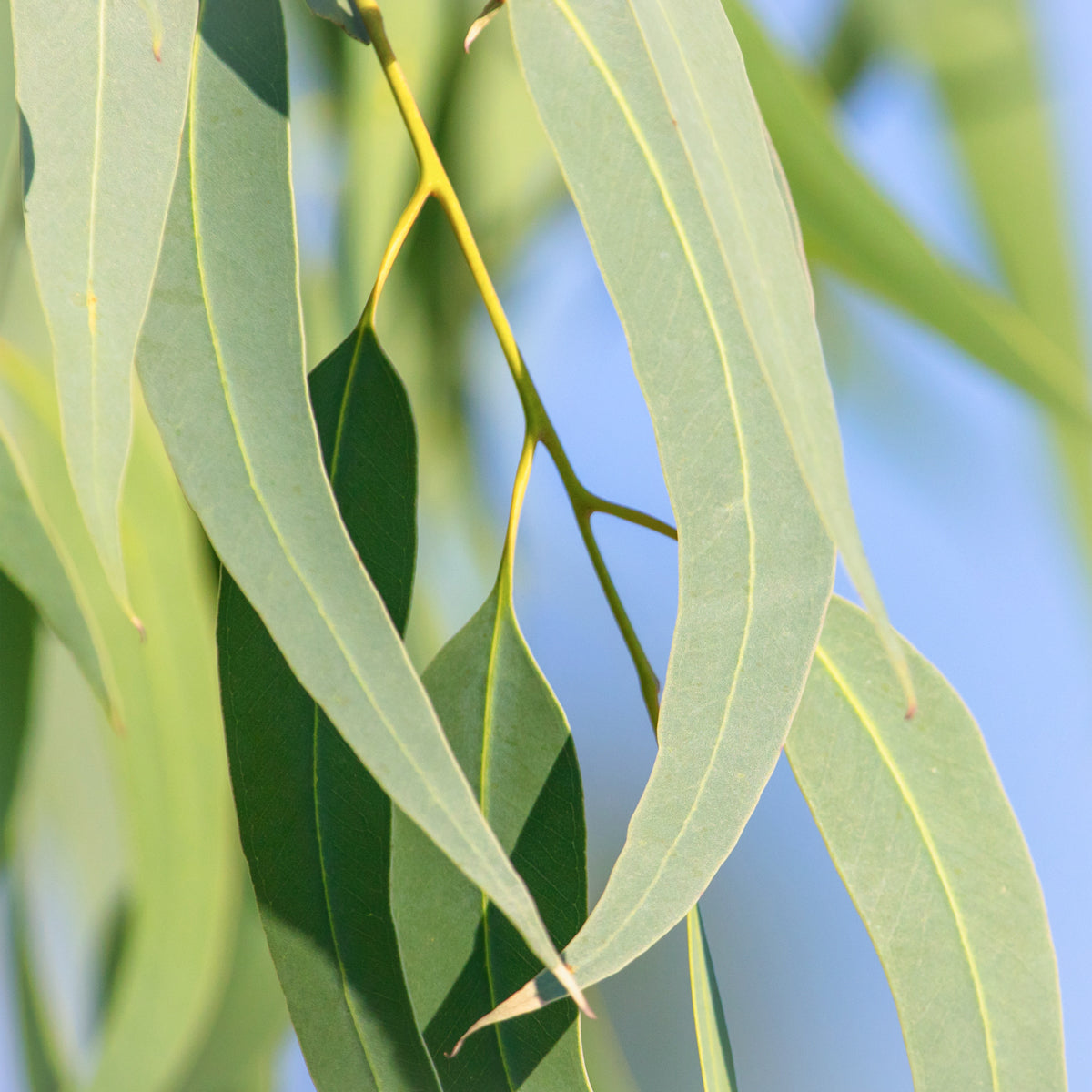 Eucalyptus Pure Essential Oil